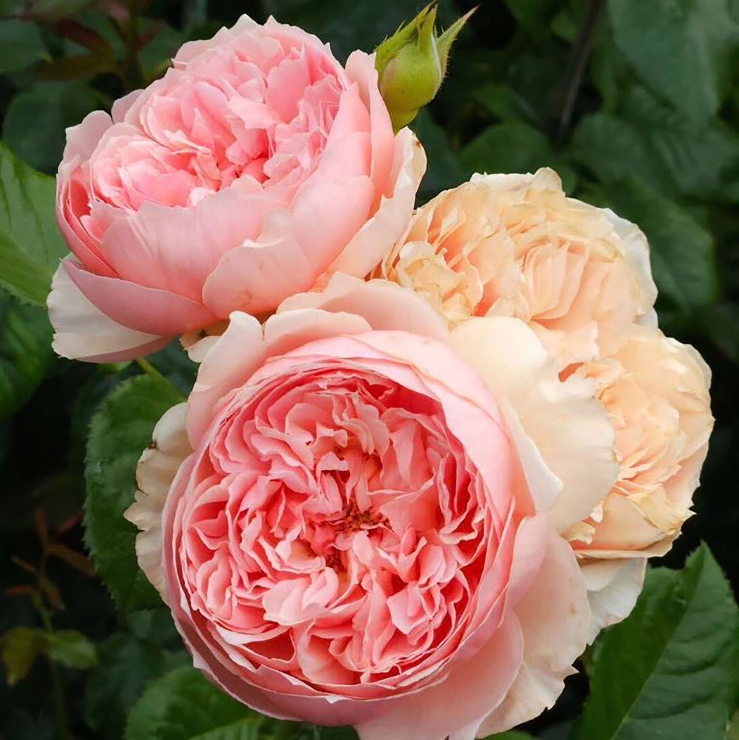 Masora 真宙マソラ，Japanese Shrub Rose, Disease Resistance，Award-winning，Non-Grafted/Own Root.