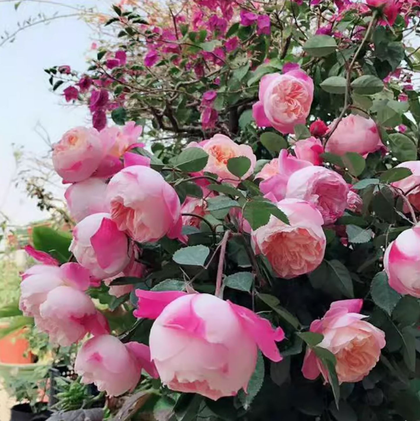 Mon Amour 和室  ジャパネスクモナムール, Japanese Shrub Rose, Non-Grafted/Own Root.