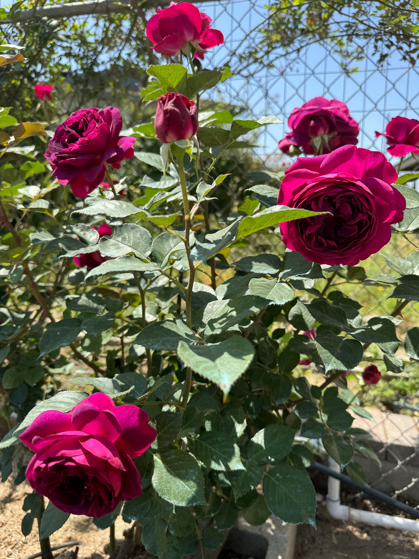 Celestial Night 星空之夜, Floribunda Rose, Non-Grafted/Own Root.