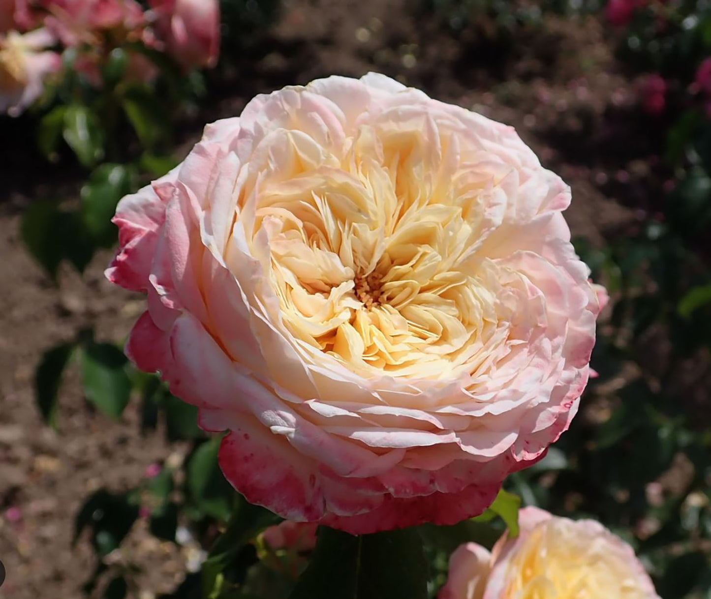 #SPF046，extremely similar to Domaine de Chantilly 玫瑰香橙, French Shrub Rose,  Heat-tolerant, disease-resistant, Non-Grafted/Own Root.