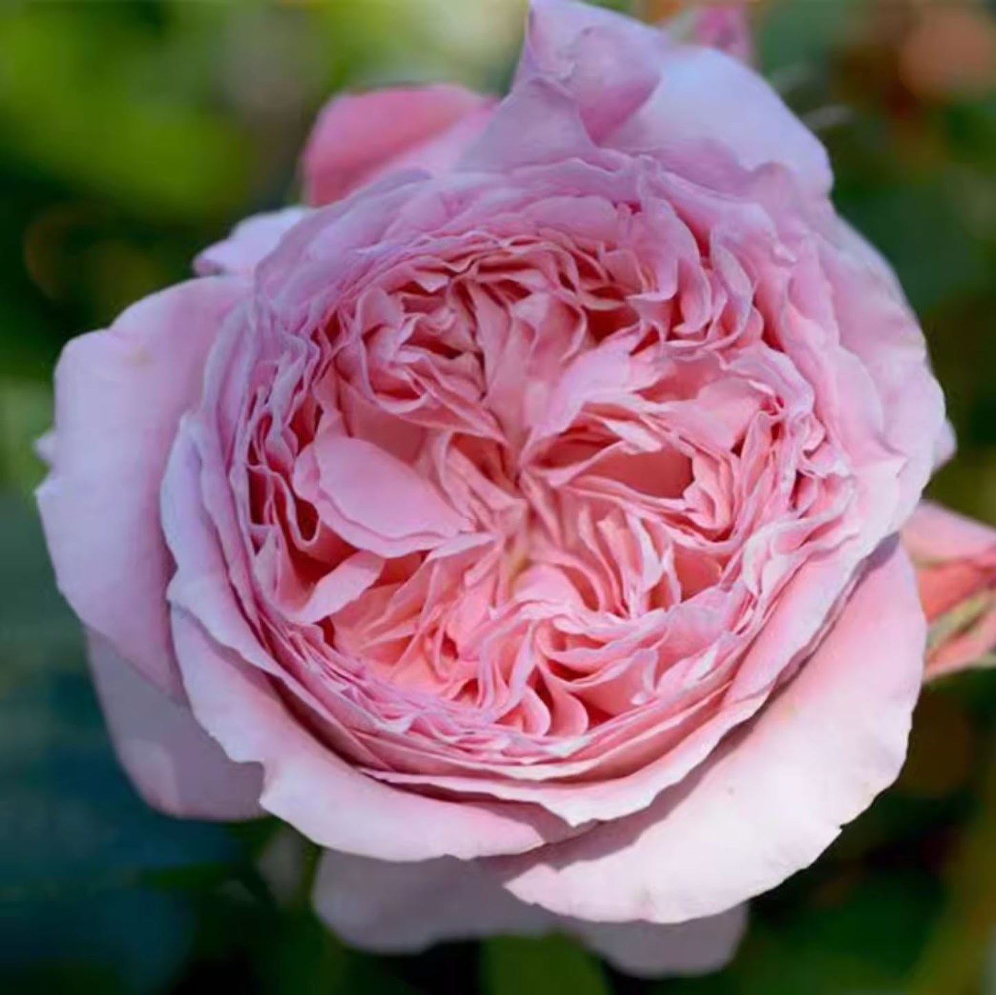 #SPF200, Anne-Sophie Pic 安索菲比克， Floribunda Florists Rose. Non-Grafted/Own Root.