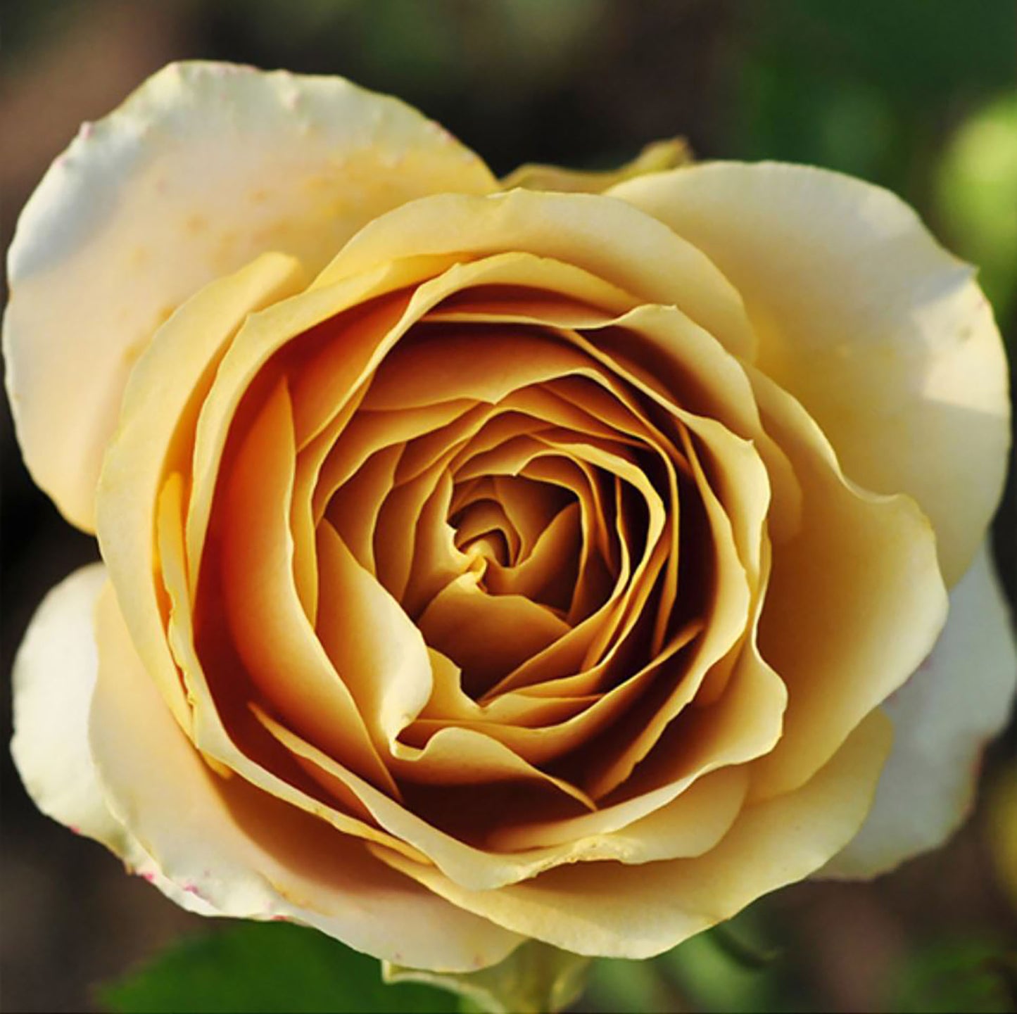 Pine Dream 松之梦 ドリームパイン，Japanese Shrub Rose, Sweet Fragrance, Strong Upright, 2 Years Old 1 Gal, Non-Grafted/Own Root.