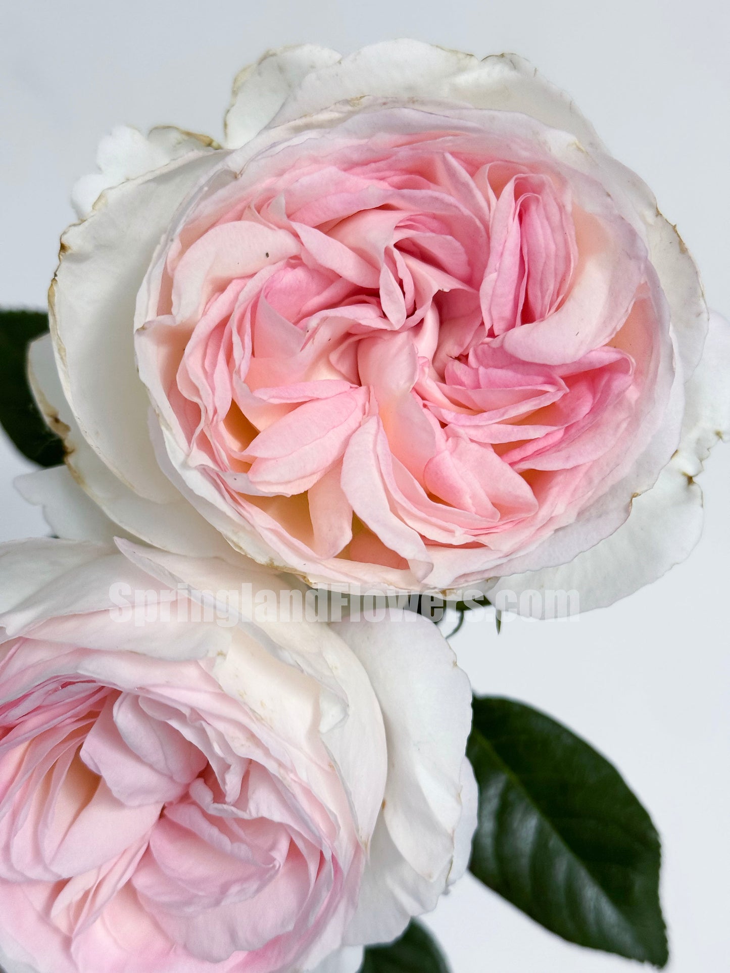 #SPF164，Extremely Similar to Camille Claudel 心之雕刻，Shrub Rose,Thornless, Heat-tolerant, disease-resistant,  Non-Grafted/Own Root.