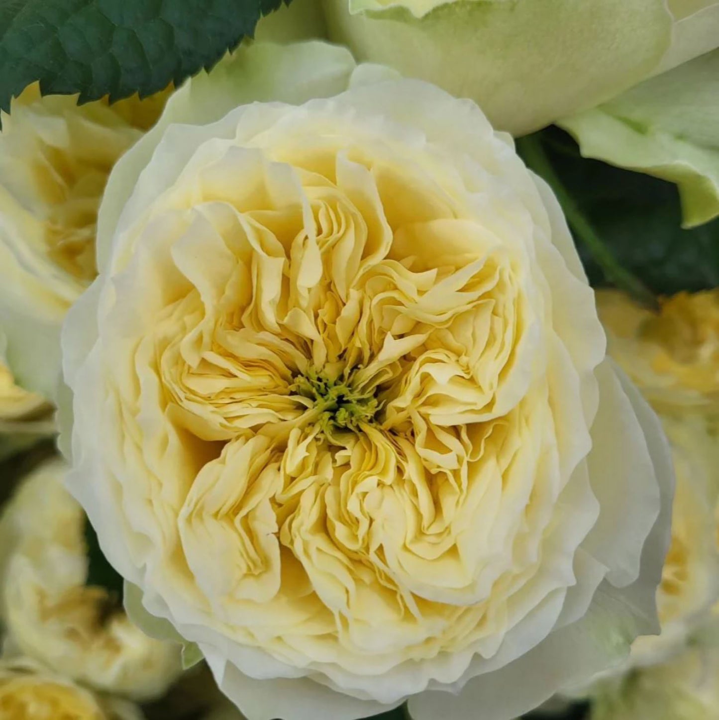 #SPN226, Solsbury Hill Rose 索尔斯伯里山, Florist Shrub Rose,  Heat-tolerant, disease-resistant, Non-Grafted/Own Root.