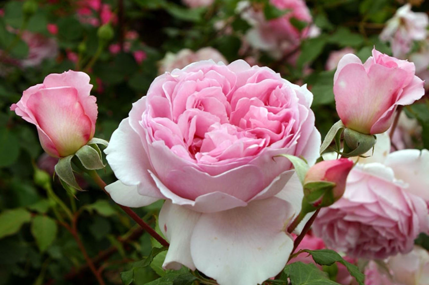 #SPJ289, Helen 海伦，Japanese Shrub Rose, Non-Grafted/Own Root.