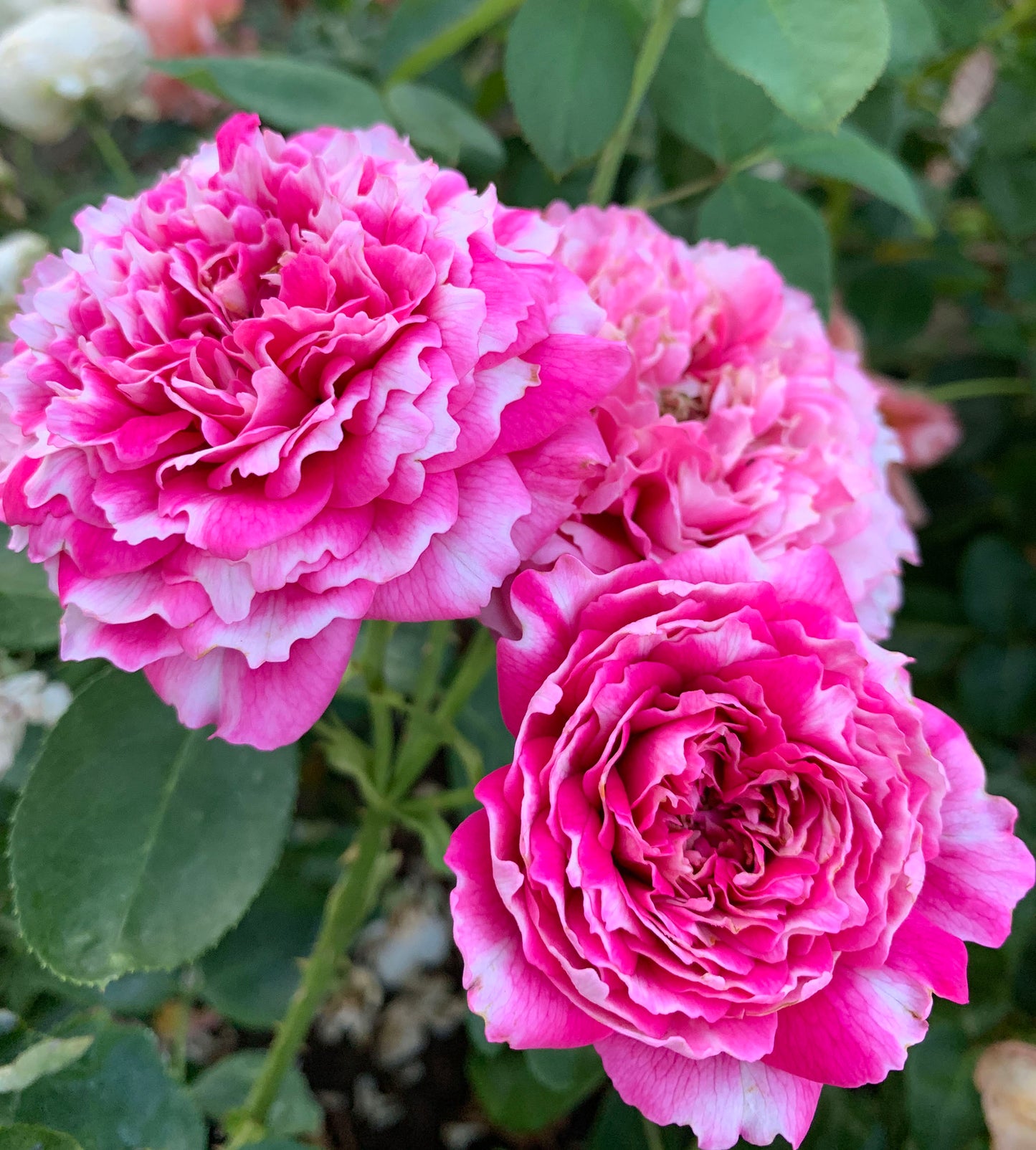 Frosted Fuchsia 紫雾凝霜，Chinese Shrub Rose，Non-Grafted/Own Root.