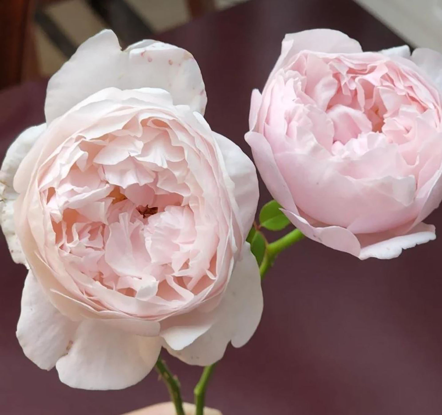 Peony Pink 芍药粉，Shrub Rose, Non-Grafted/Own Root.