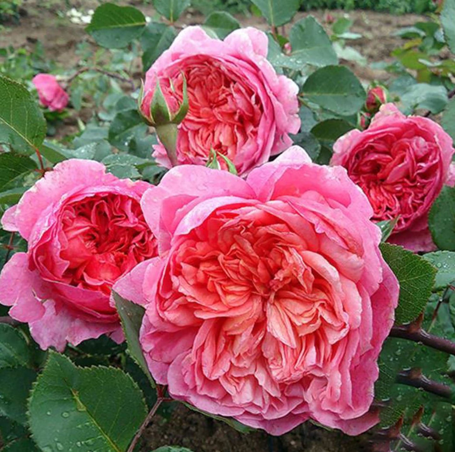 Flamingo 火烈鸟, Shrub Rose, upright, Strong Cold And Disease Resistance, Moderately Fragrant,  Non-Grafted/Own Root.