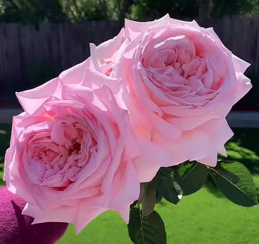 Amazing Grace 天赐恩宠，Shrub Rose, 2 Years Old 1 Gal, Non-Grafted/Own Root.