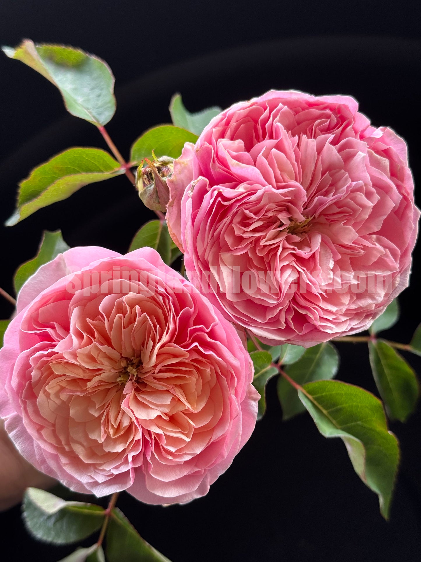 #SPC301,   Romeo 罗密欧, Florist Cutting Rose. Non-Grafted/Own Root.