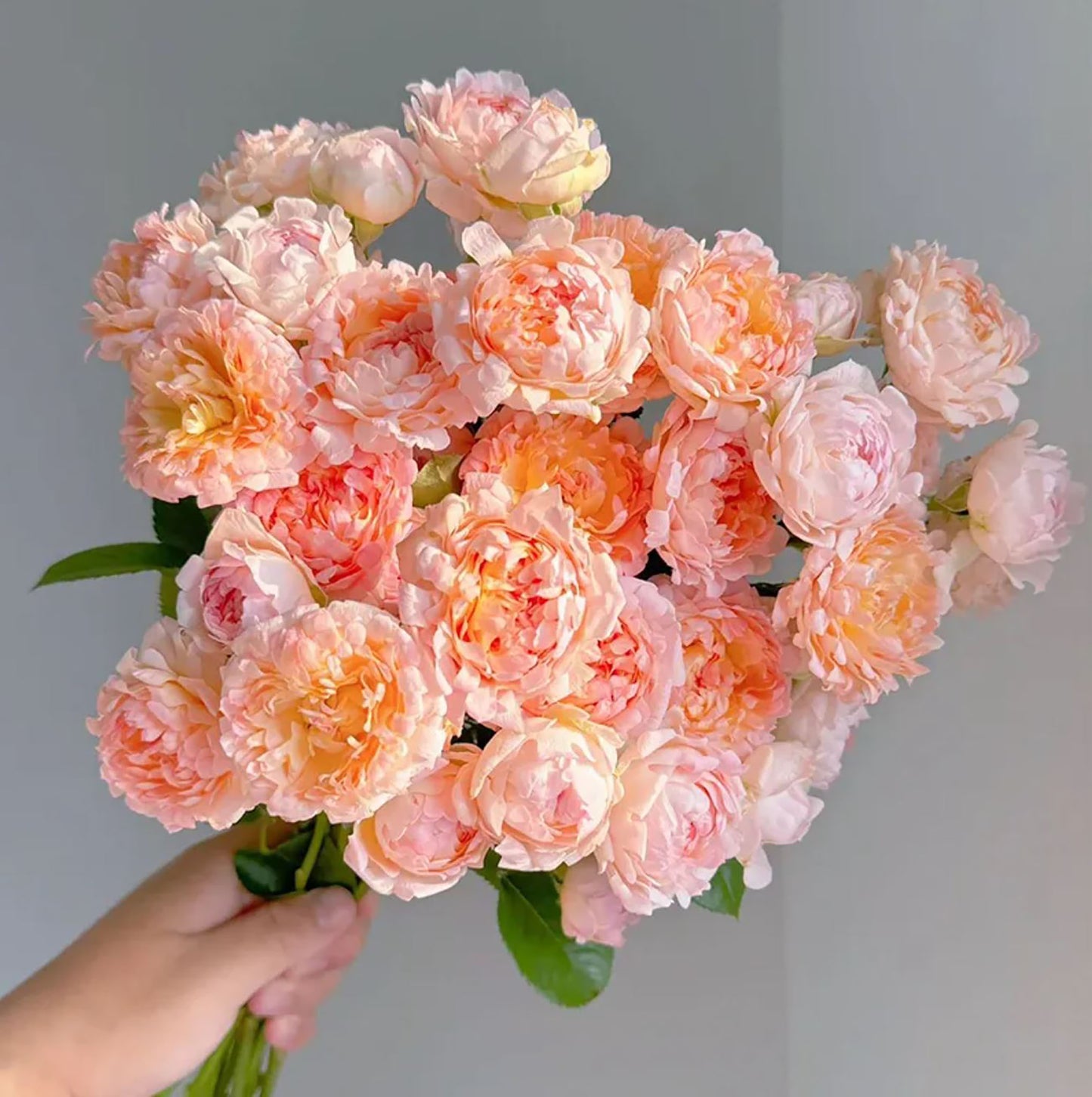 Peach Anemone 桃子海葵ももシーアネモネ,  Japanese Shrub Rose， Non-Grafted/Own Root.
