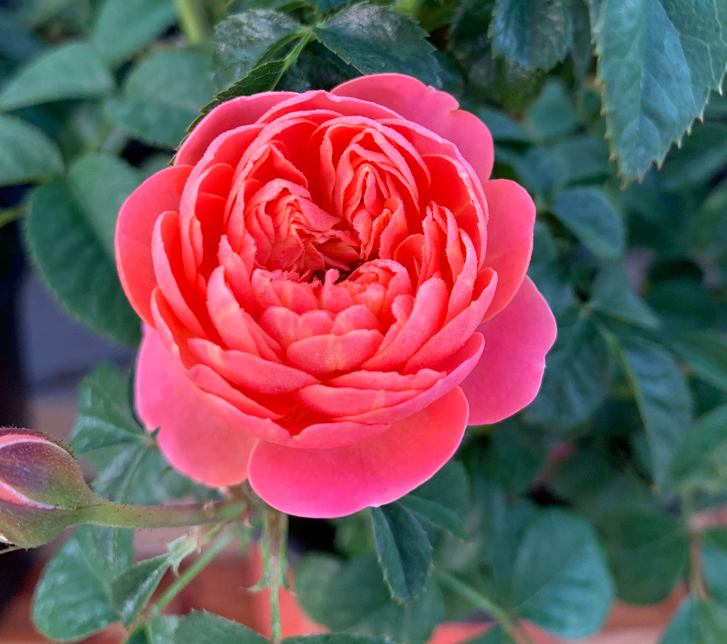 Grapefruit Terrace 血橙果汁阳台,  Floribunda Rose, Non-Grafted/Own Root.Yearlong flower buds. Perfect for small gardens.