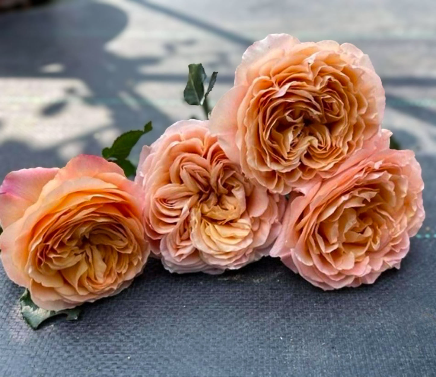 #SPN123，extremely similar to Apricot Lace 杏色蕾丝, Netherlands Florist Shrub Rose，Heat-tolerant,  Non-Grafted/Own Root.