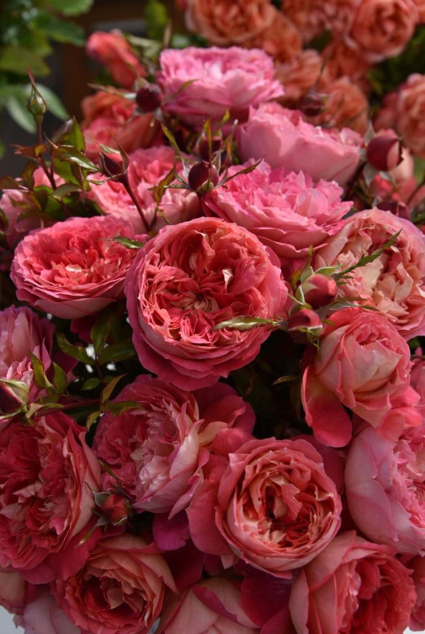 #SPJ161, NEW!  2023. Argonauts 阿尔戈英雄，Japanese Shrub Rose, Non-Grafted/Own Root.
