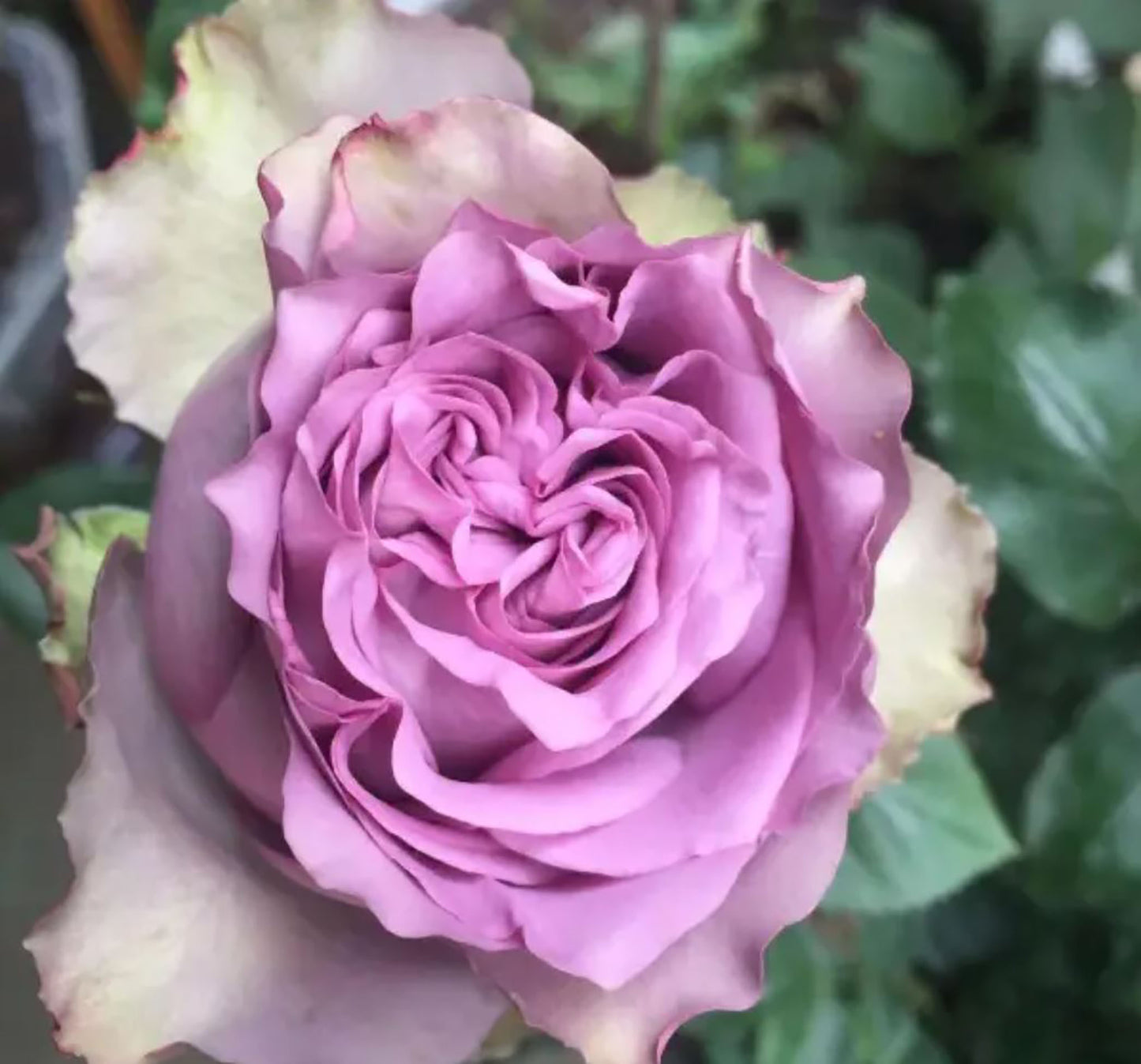 Dolcetto 多姿桃, Cutting Rose, Non-Grafted/Own Root.