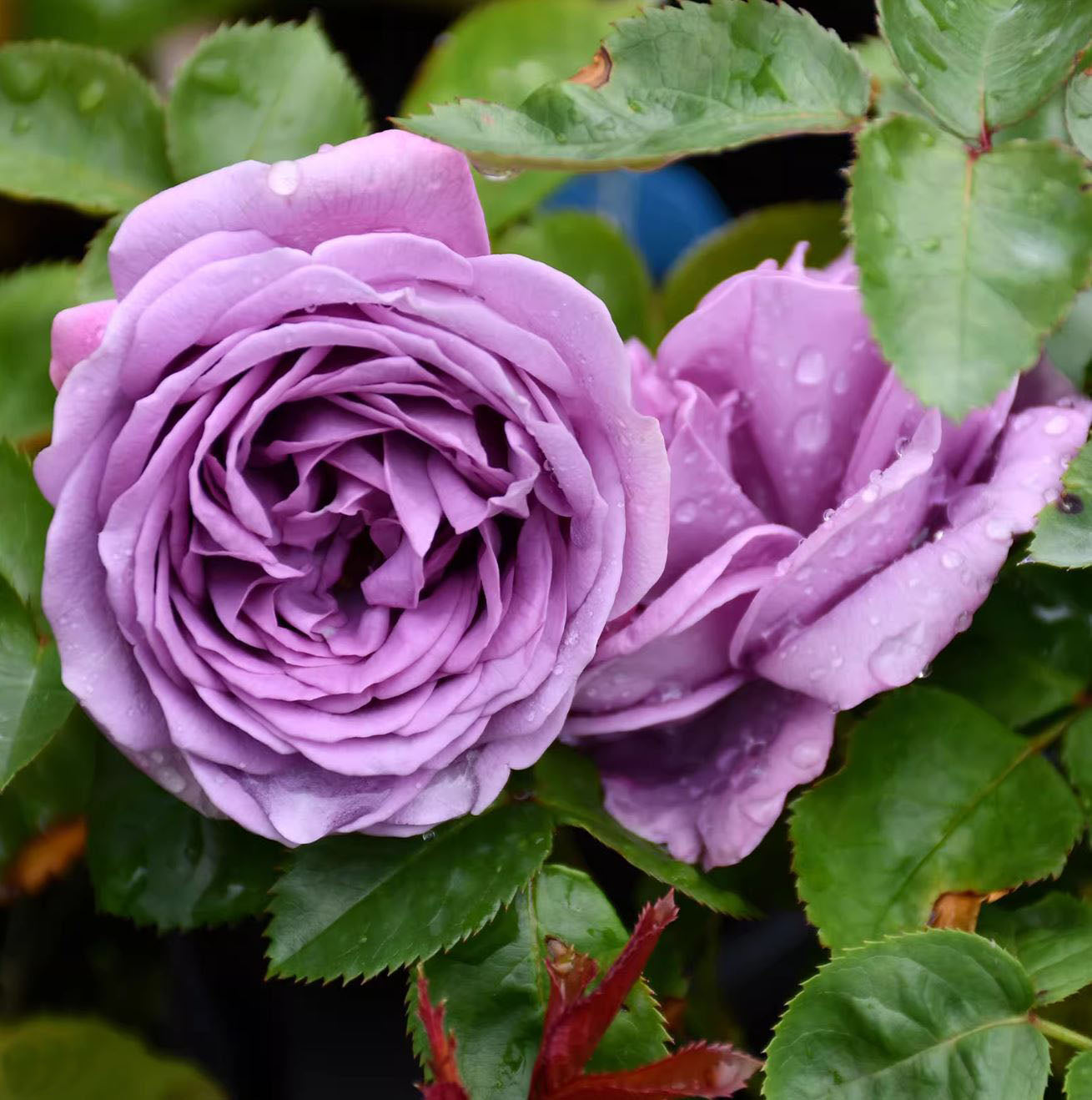 Kinda Blue 微蓝/蓝色绒球, Hybrid Tea Rose, Non-Grafted/Own Root.