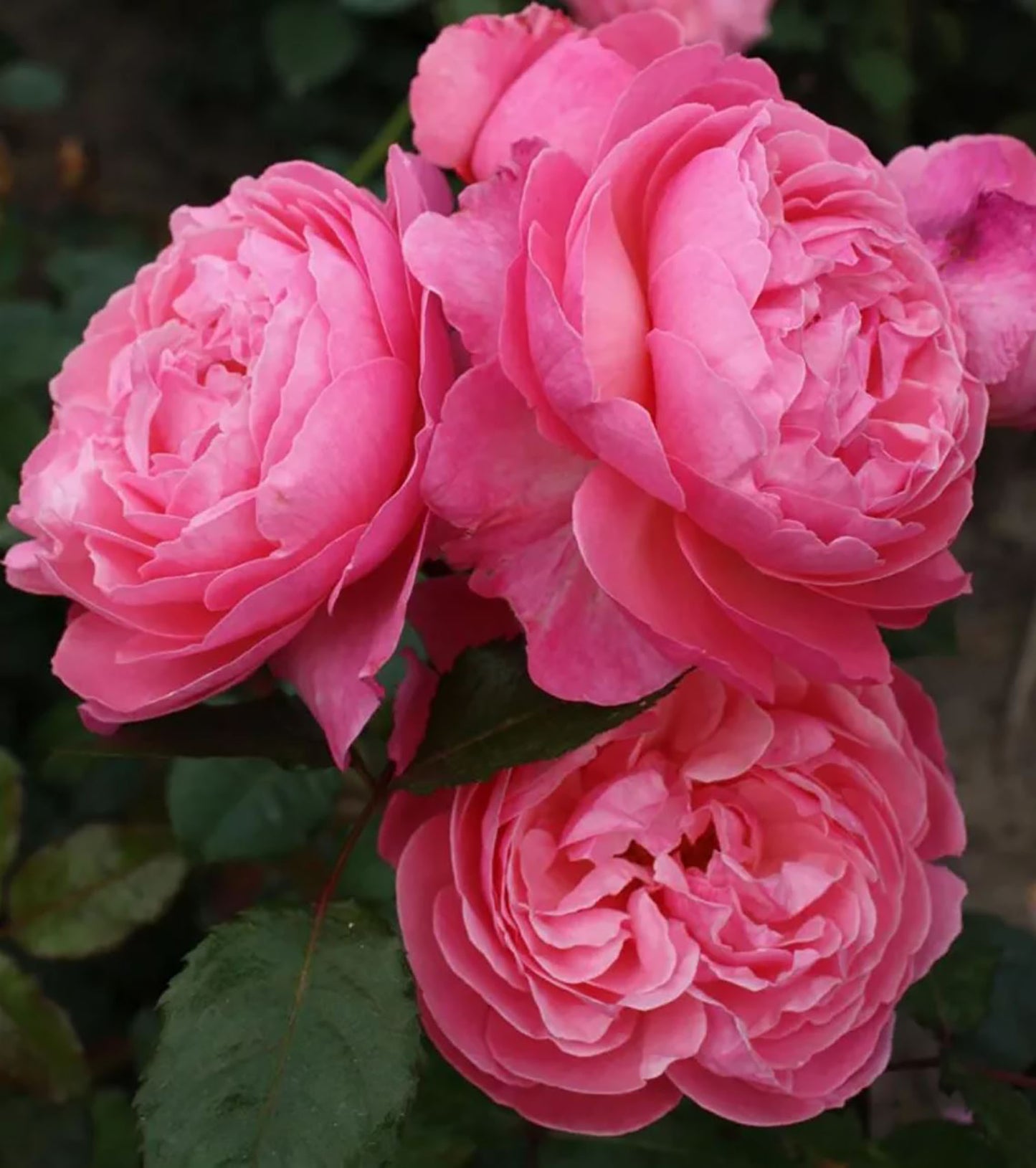 Flora Colonia 科隆百花园，Climbing & Shrub Roses, Large, Strong fragrance.Heat-tolerant, disease-resistant, Non-Grafted/Own Root.