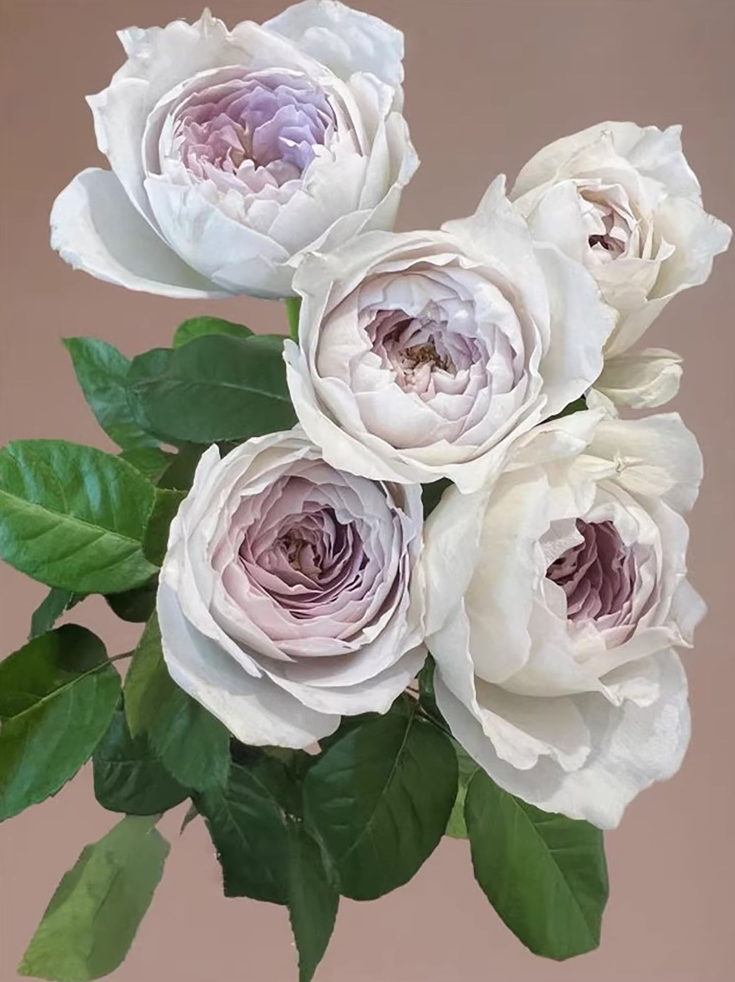 Milky Pearl 珍珠牛奶 ミルキーパール,  Japanese Cutting Rose,  Non-Grafted/Own Root.