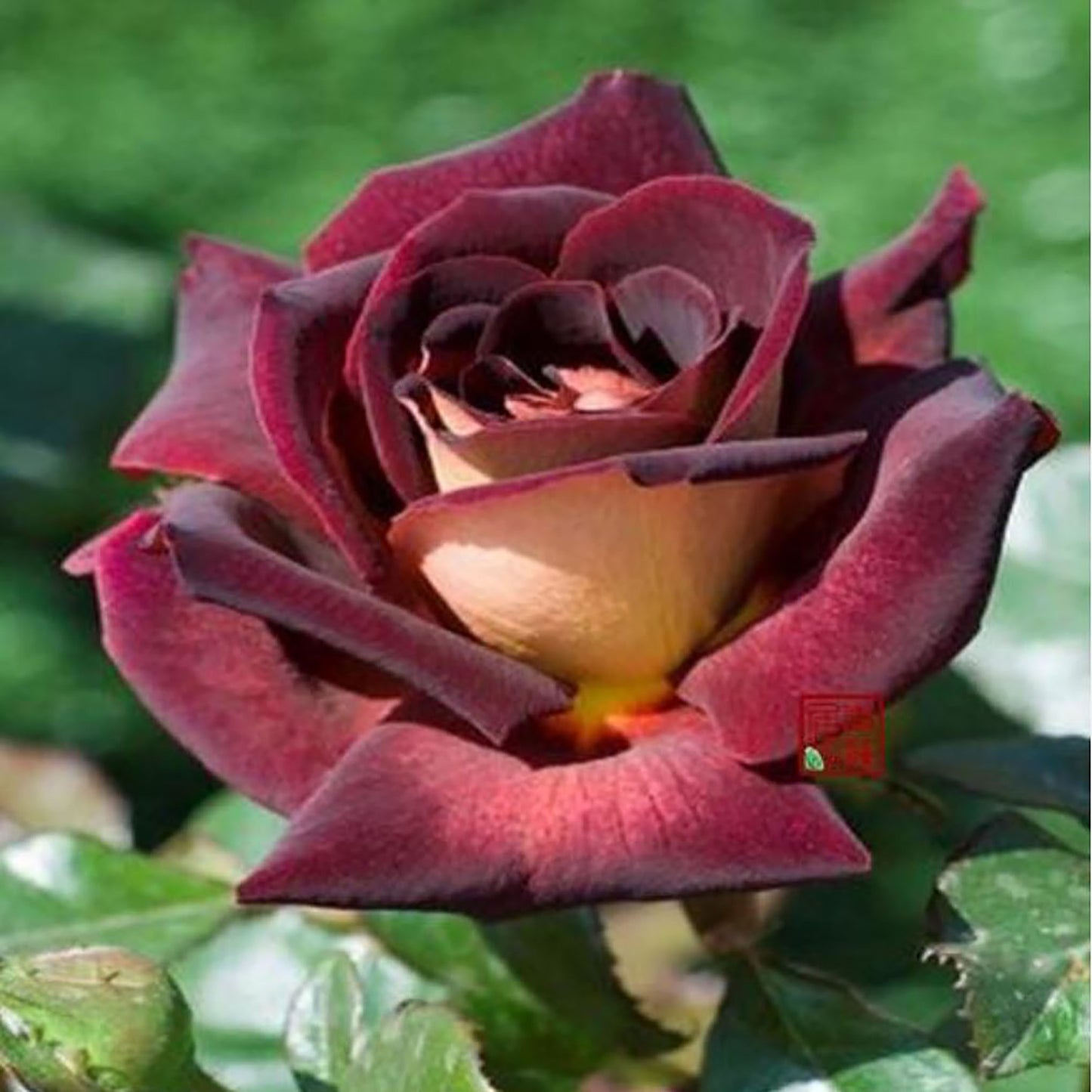 Eddy Mitchell 骇客, Hybrid Tea Rose,  Non-Grafted/Own Root.