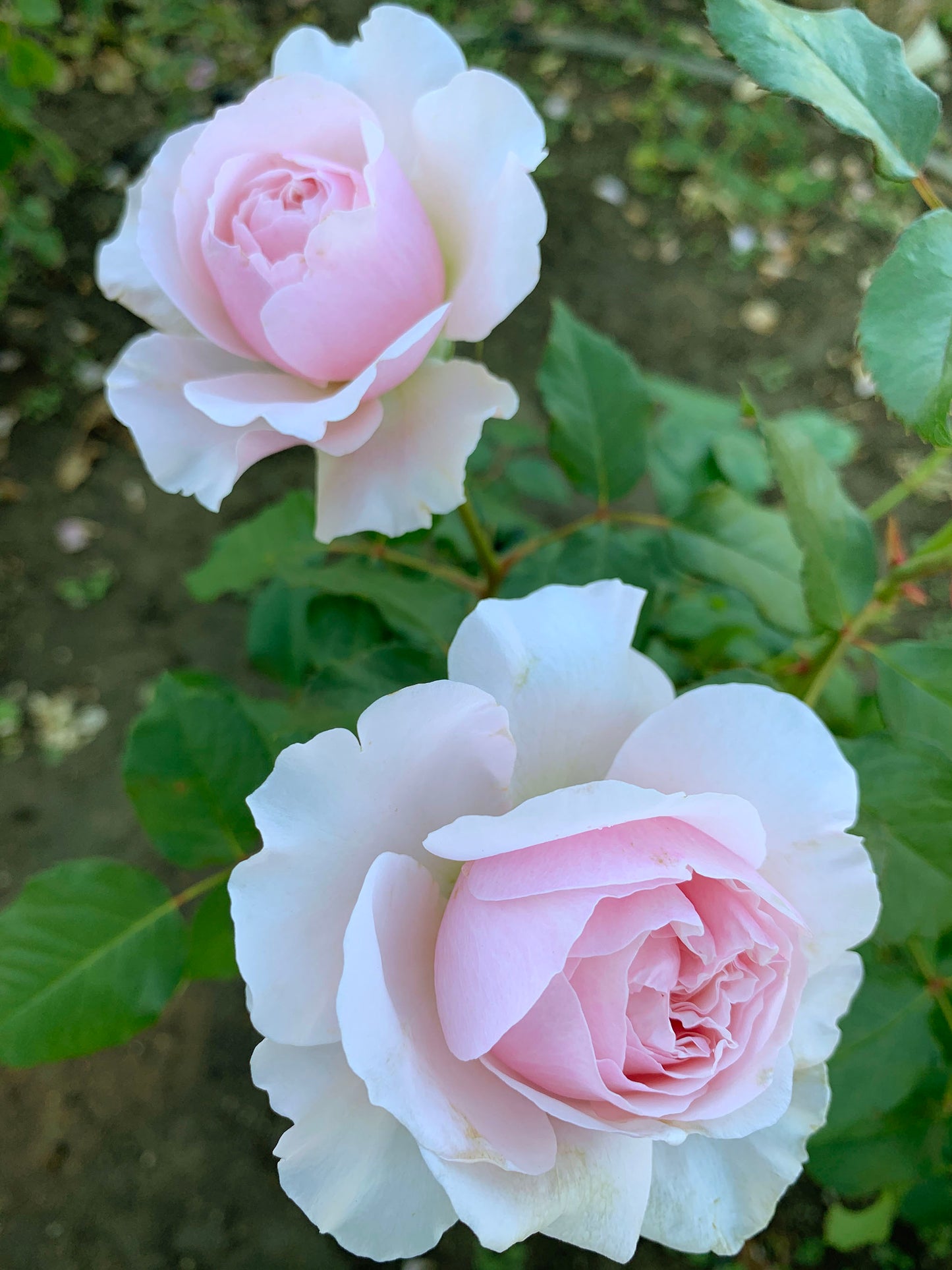 De Cheryl 谢莉尔 ，Shrub Rose，Non-Grafted/Own Root.