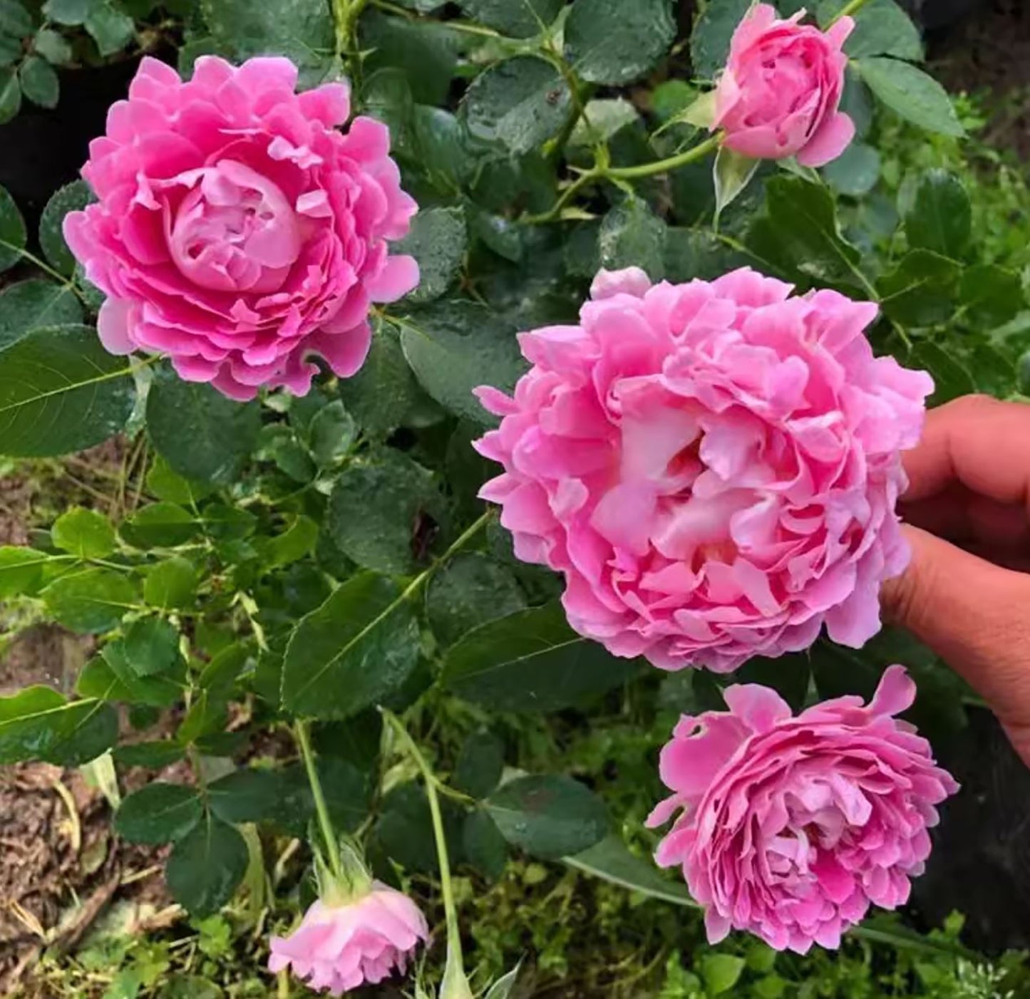 Fancy Ruffle 梦幻褶边, Climbing Rose , Non-Grafted/Own Root.