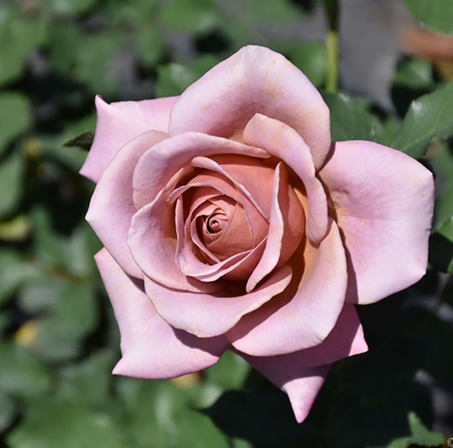 Koko Loko Floribunda Rose,Non-Grafted/Own Root.