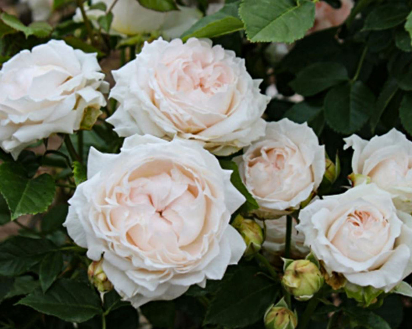 #SPJ112, Yukiwatari 雪渡, Japanese Shrub Rose，Non-Grafted/Own Root.