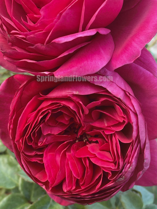 #SPJ015 , Cantina 伊芙酒窖, Japanese Shrub Rose, Strong fragrance. Non-Grafted/Own Root.