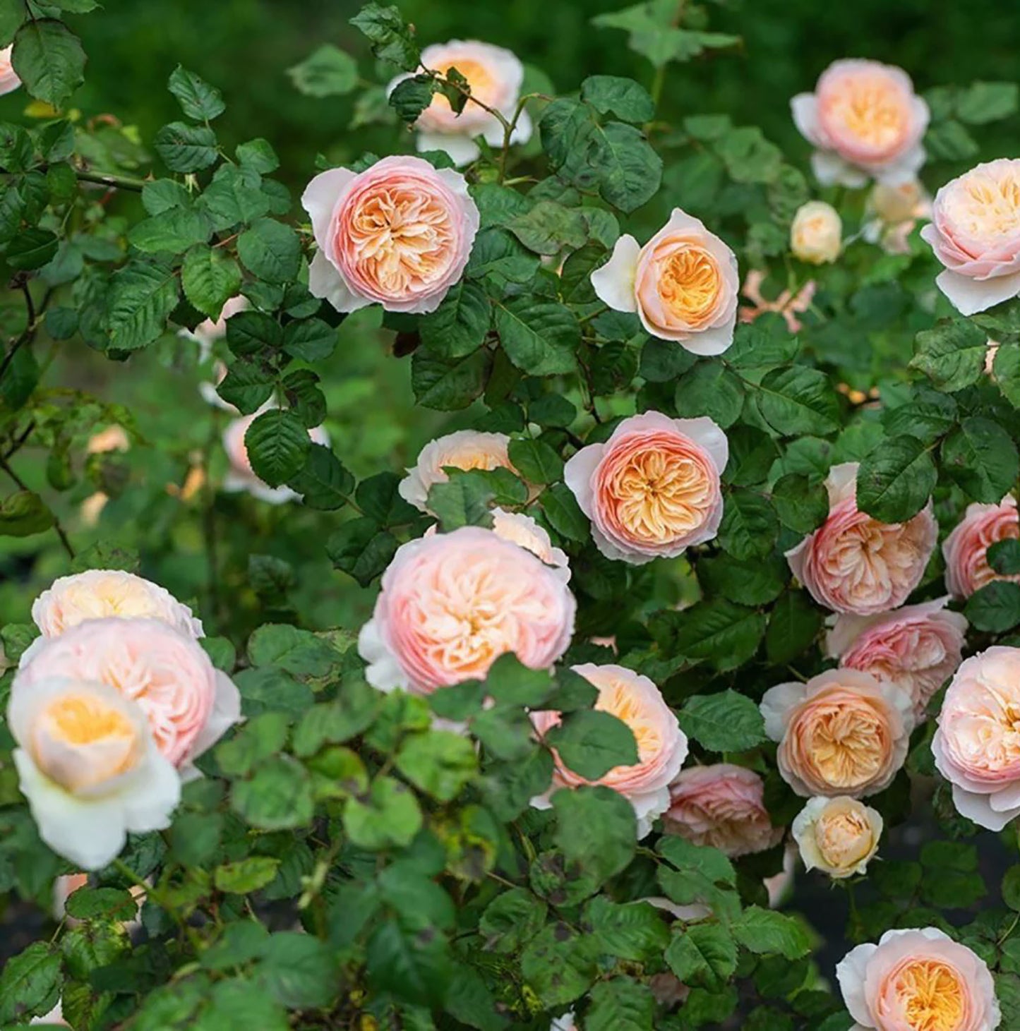 HanXian 涵仙，Climbing and Shrub Rose,  Non-Grafted/Own Root.