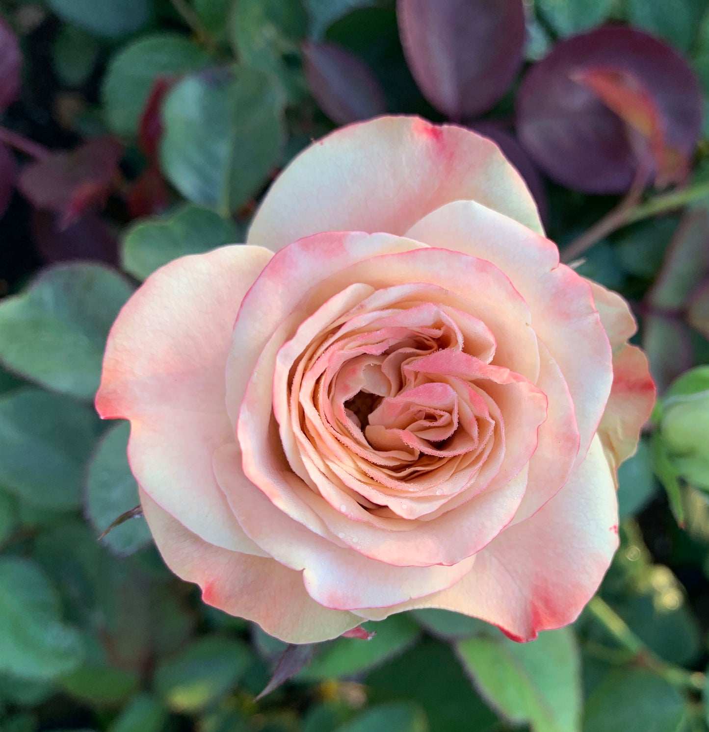 #SPG016， Extremely Similar to Cappuccino 卡布奇诺, Florists Shrub Rose. Non-Grafted/Own Root.