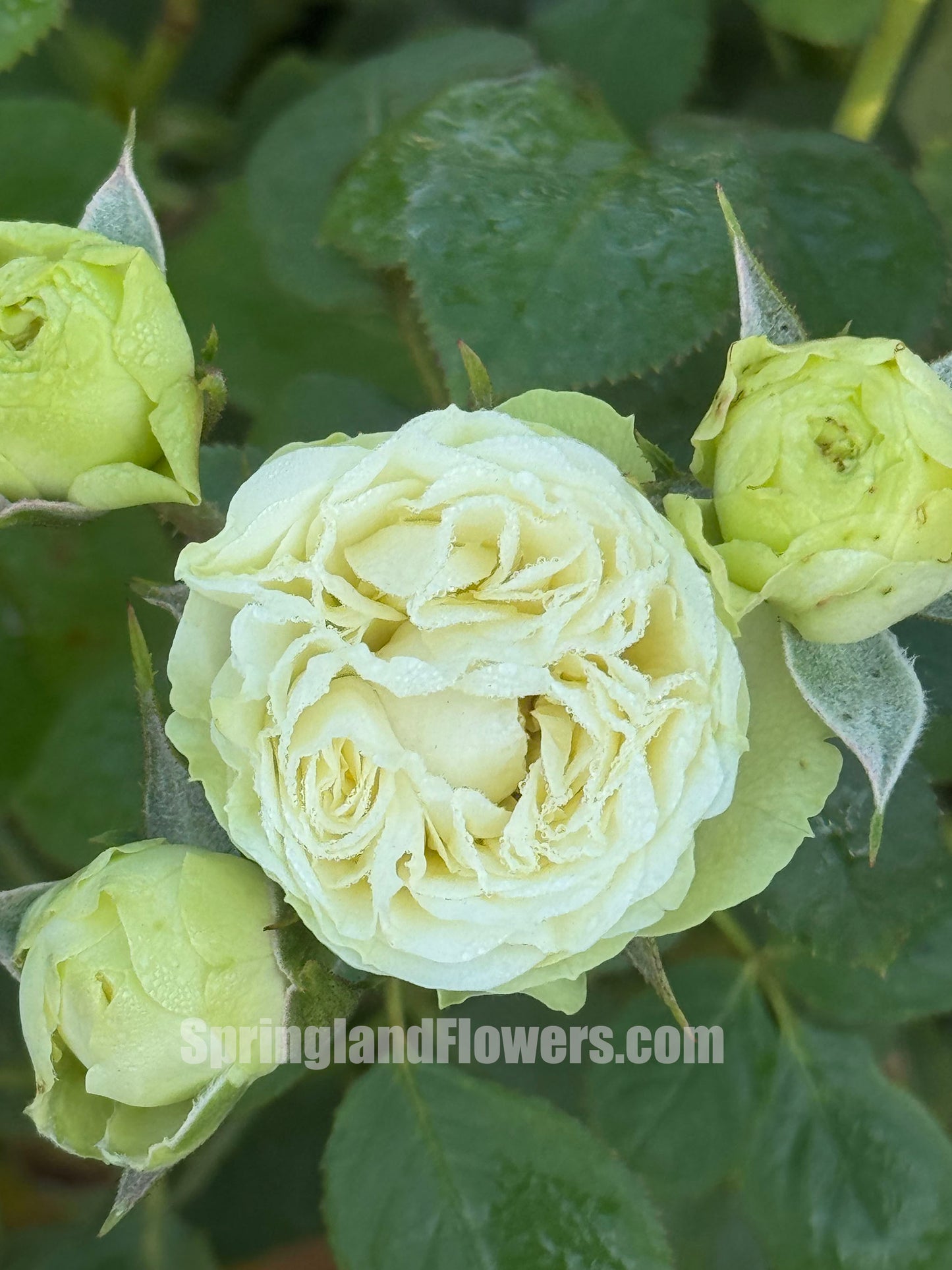 Creamy Eden 奶油龙沙，Floribunda, Florists Rose.  Heat-tolerant, disease-resistant, Non-Grafted/Own Root.