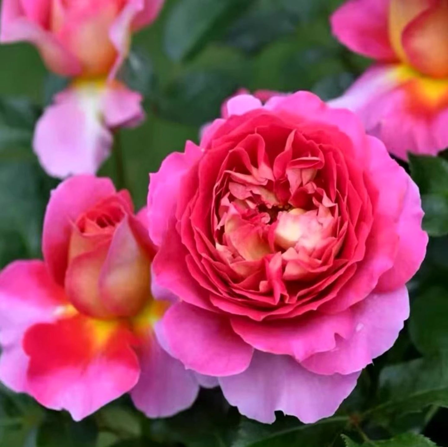 #SPF239, Esprit de Paris 巴黎精神, Shrub Rose, Non-Grafted/Own Root.