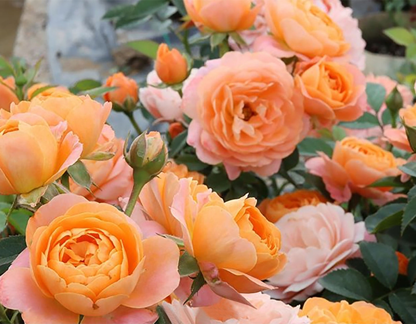 Champagne Terrace  果汁阳台 Floribunda Rose, Non-Grafted/Own Root.Yearlong flower buds. Perfect for small gardens.