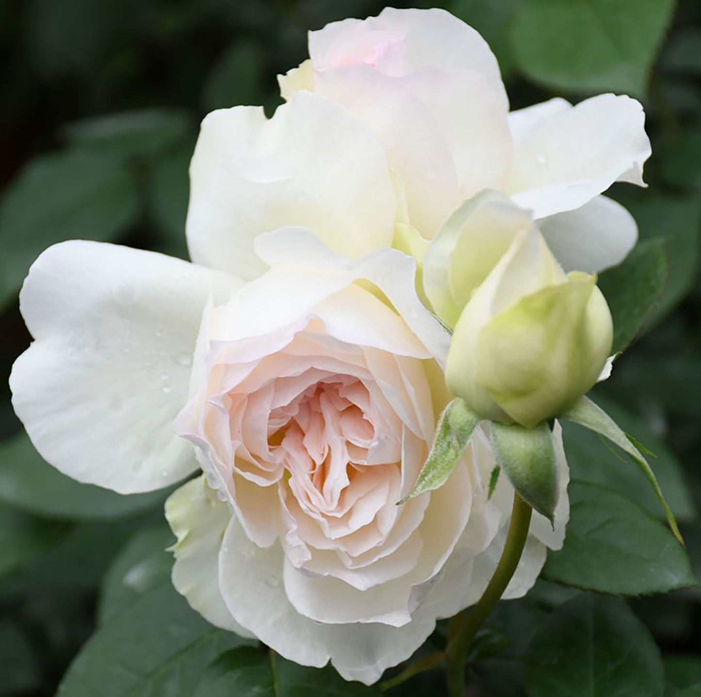 Bolero 波莱罗 Floribunda Rose,Non-Grafted/Own Root. Strong Fragrance ,Excellent Disease Resistance .