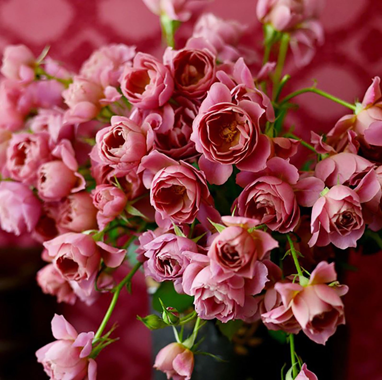 Japanese Floribunda Rose 'Aoi' 葵，Non-Grafted/Own Root.