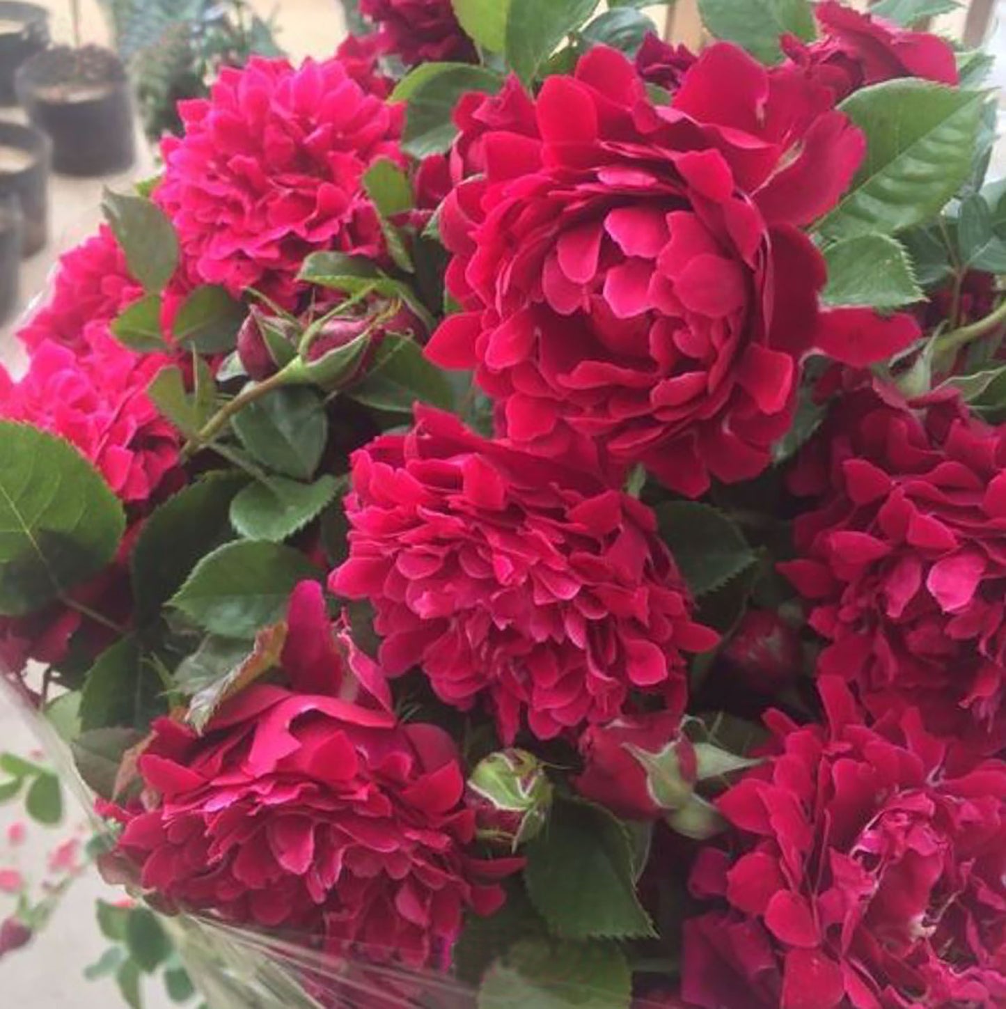#SPN281, Glamorous Ruffle 魅力波浪，Shrub Rose,  Non-Grafted/Own Root.