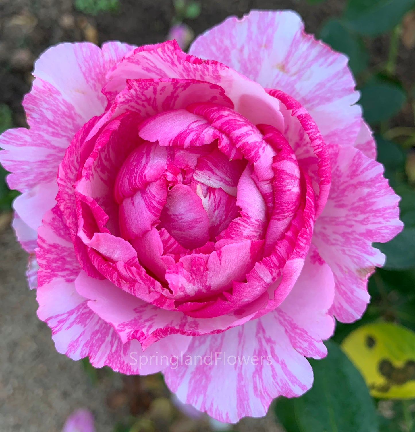 Yves Splash 伊芙飞溅 イヴスプラッシュ , Japanese Shrub Rose, Strong Fragrance, Non-Grafted/Own Root.