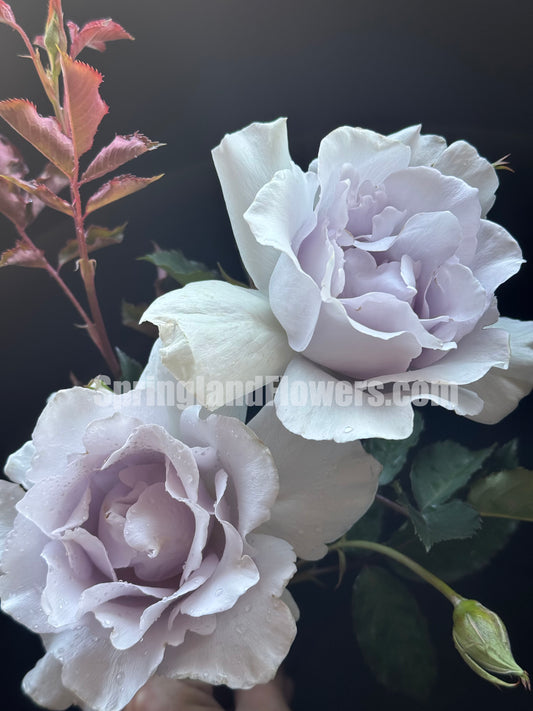 #SPJ251, Blue Mist 蓝色迷雾, Japanese Shrub rose, Non-Grafted/Own Root.