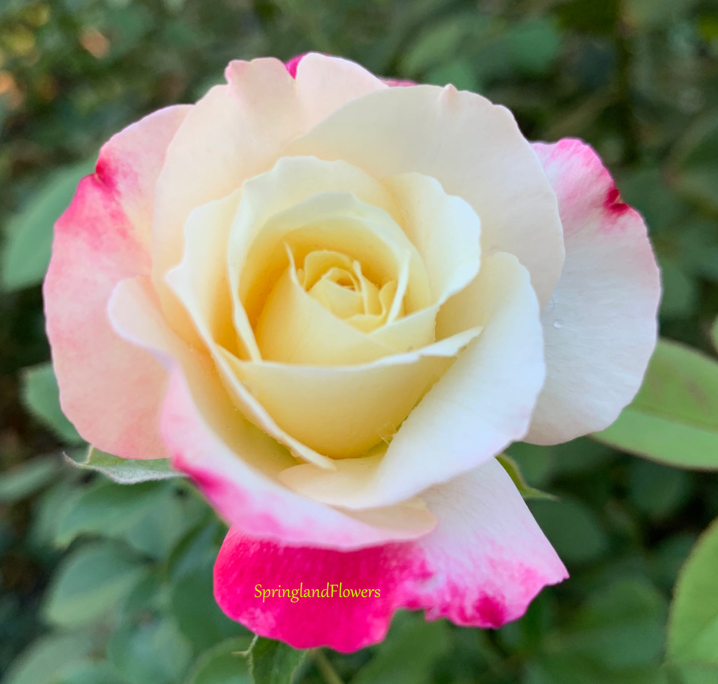 Double Delight 红双喜，Hybrid Tea rose, Exceptionally Fragrant.Non-Grafted/Own Root.