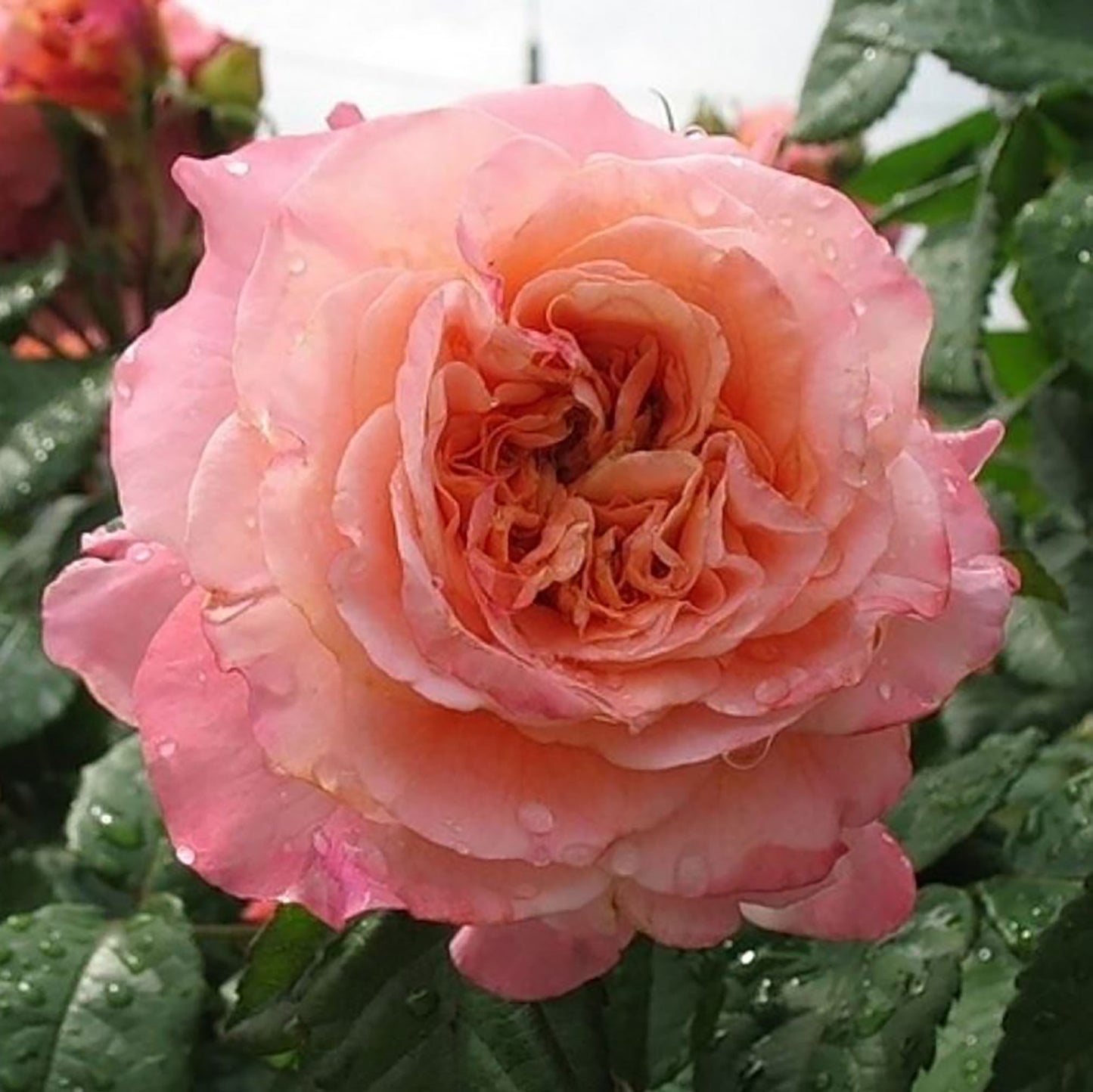 Augusta Luise 奥古斯塔.路易斯, Hybrid Tea Rose, Strong fragrance. Large.  Non-Grafted/Own Root.