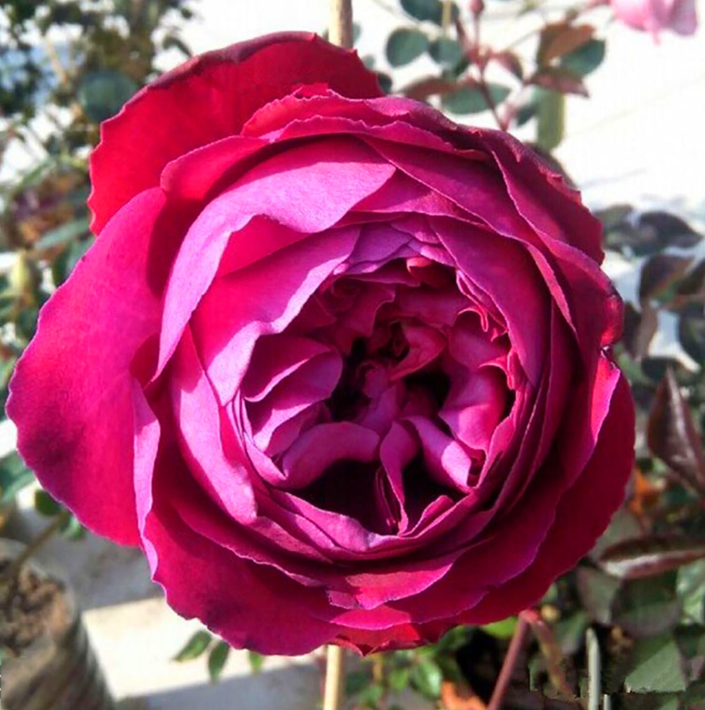 #SPJ104, Yves Jardin Parfumé 伊芙芳香花园，Japanese Shrub Rose, Robust Old Rose Fragrance,  Non-Grafted/Own Root.