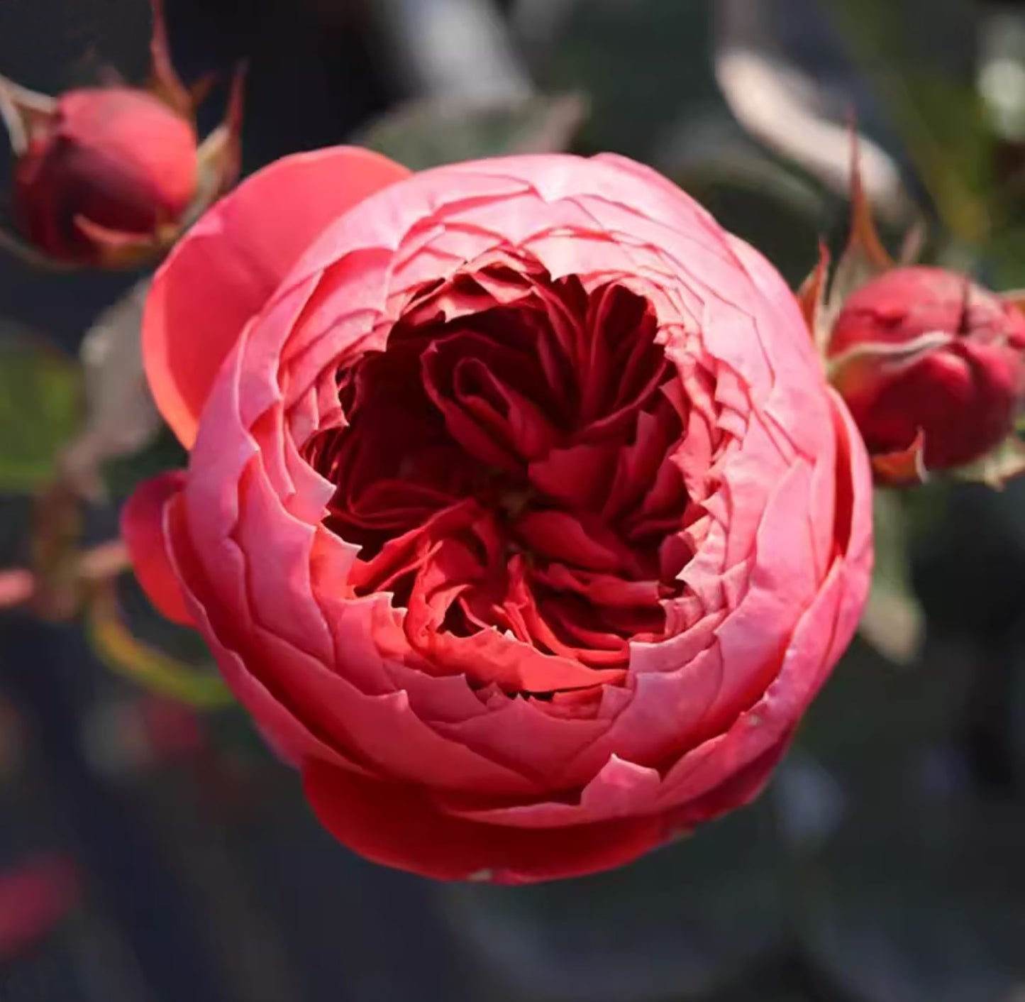 Cinnabar Bowl (Zhusha Wan) 朱砂碗，Chinese Rose, Non-Grafted/Own Root.