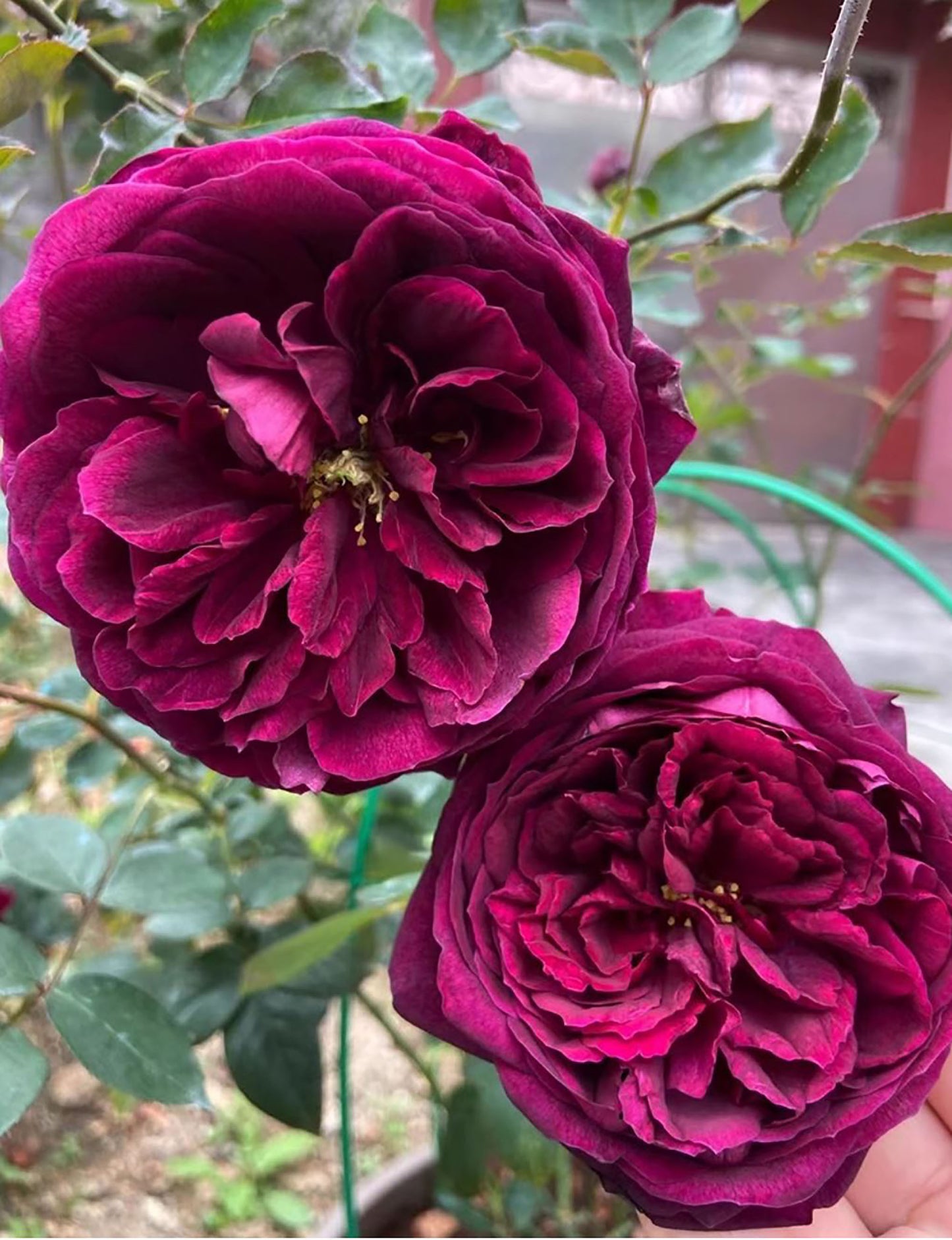 Royal Palace 皇宫 ロワイヤル , Japanese Shrub Rose.Non-Grafted/Own Root