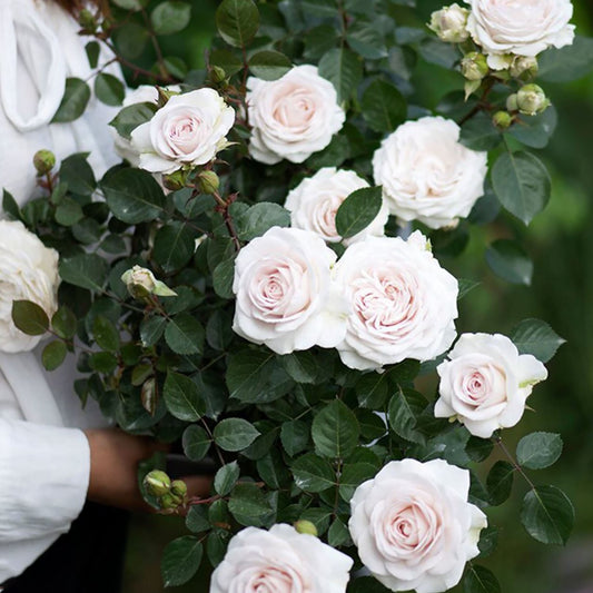 NEW ! 2021. Tranquil Dawn 青霜，Floribunda Rose，Heat-tolerant, disease-resistant,  Non-Grafted/Own Root.