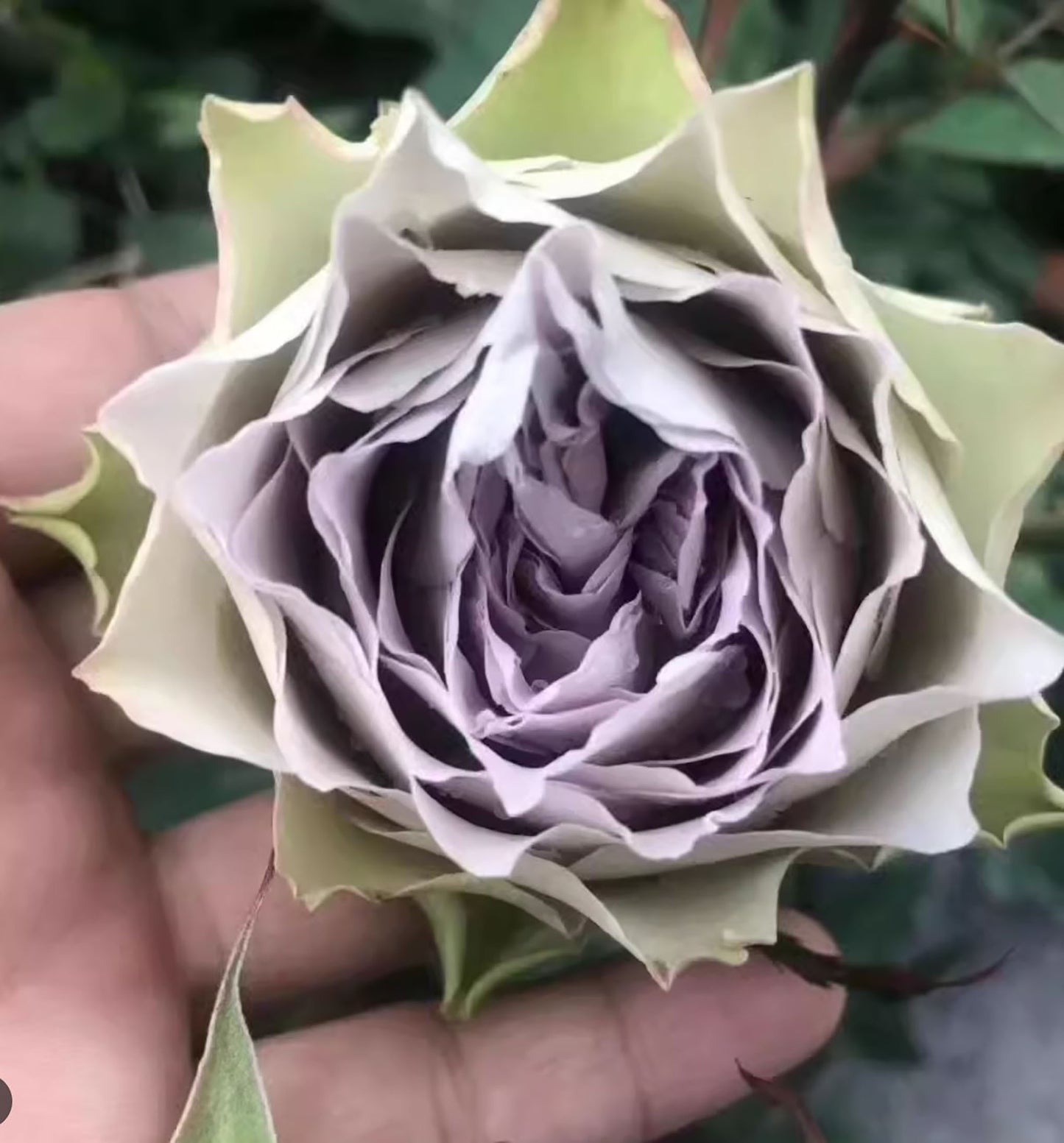 Lapis Veil 青金石面纱 ，Japanese Shrub Rose, Non-Grafted/Own Root.