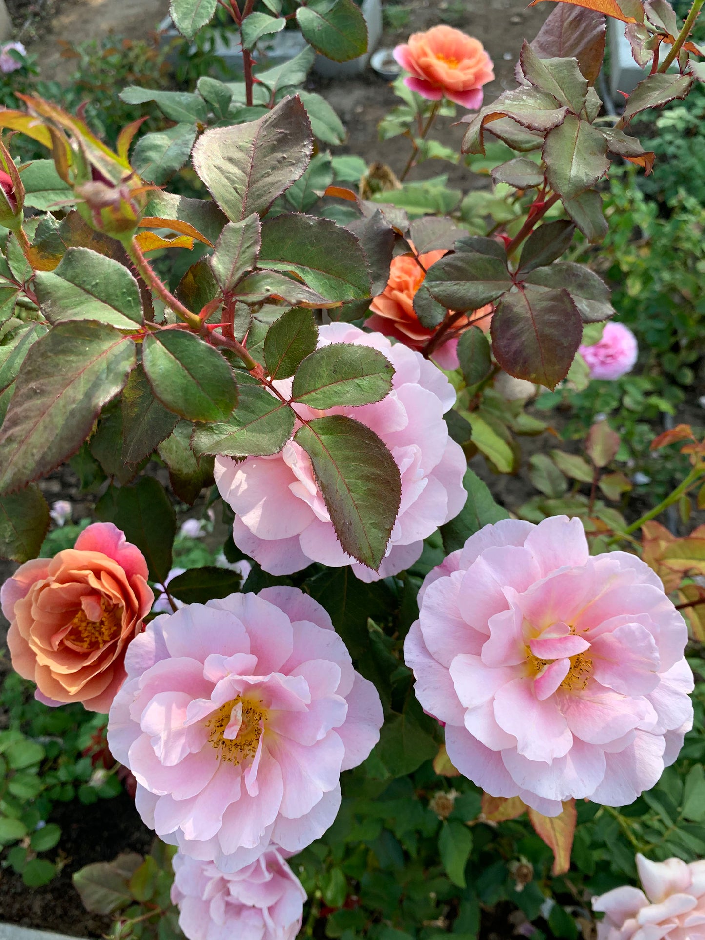 Distant Drums 遥远的鼓声，Shrub Rose， Non-Grafted/Own Root.