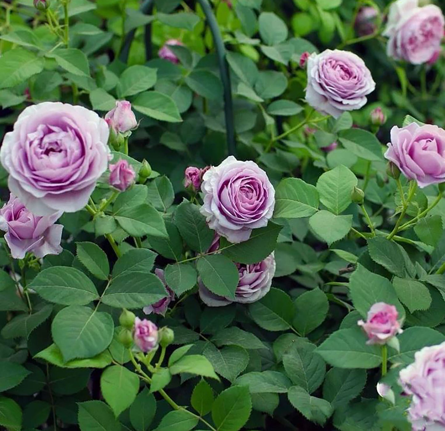 Shinoburedo 蓝色风暴/暗恋的心 のぶれど，Japanese Floribunda Rose, Non-Grafted/Own Root.