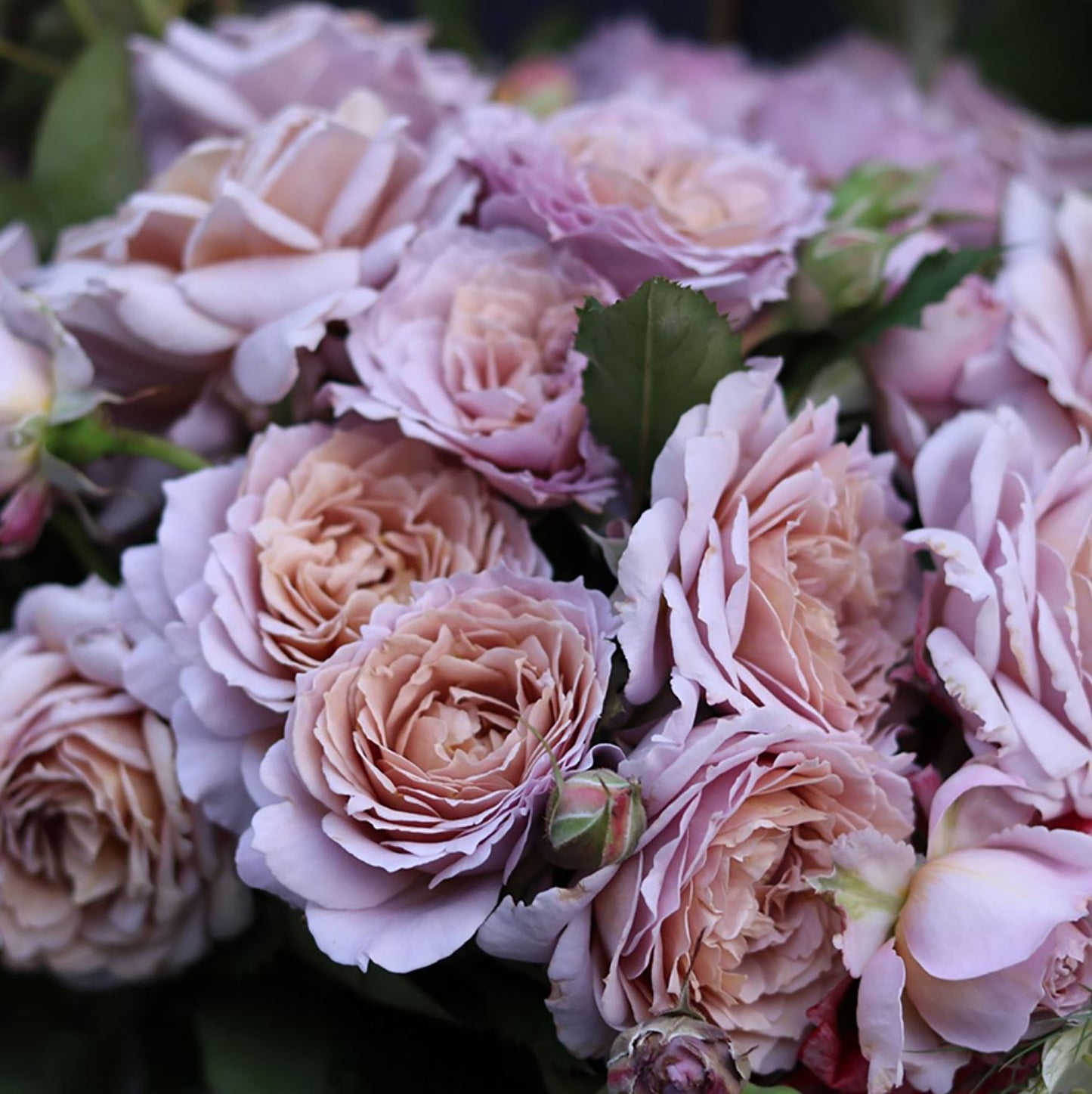 Fragment of Fall 锁清秋，Chinese Floribunda Rose, Upright, Repeat-Flowering, Excellent Disease Resistance.