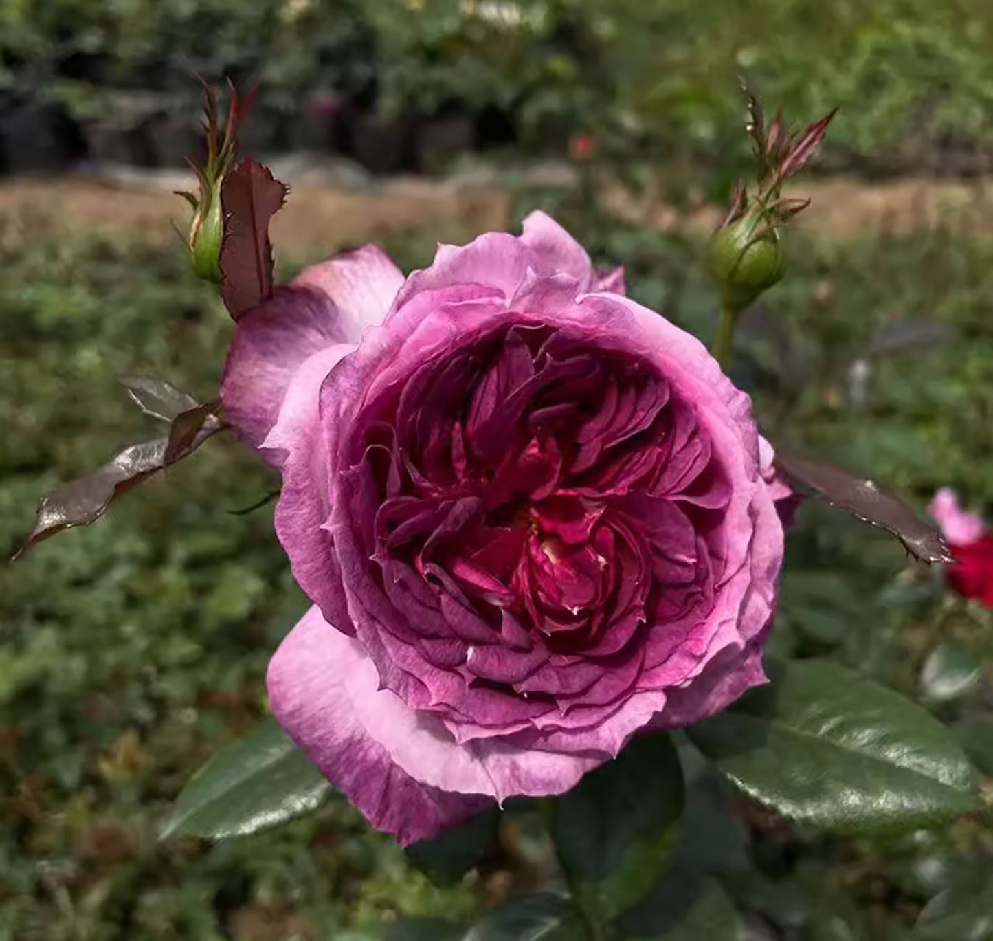 Thierry Marx 蓝莓蛋糕, Floribunda Rose, Non-Grafted/Own Root.