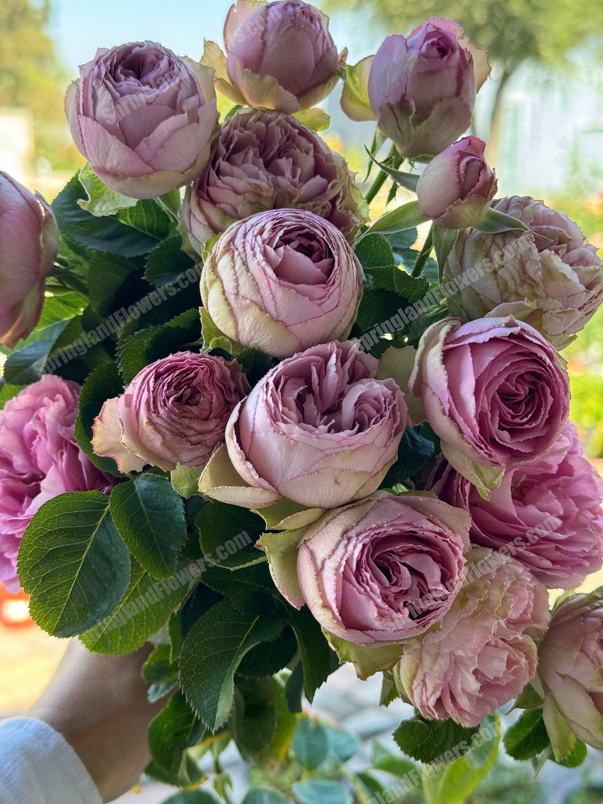lavender lace plant SPN088, Lavender Lace 薰衣草蕾丝,Florist Shrub Rose, Non-Grafted/Own Root. – SpringlandFlowers